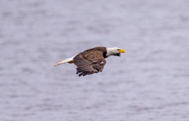 Suyun üzerinde uçan kel kartalın güzel manzarası