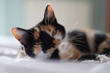 Yatakta yatarken kameraya bakan bir Calico kedisinin yakın plan portresi.