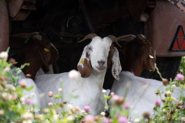 Güzel bir keçi manzarası ya da otlaktaki Capra hircus.
