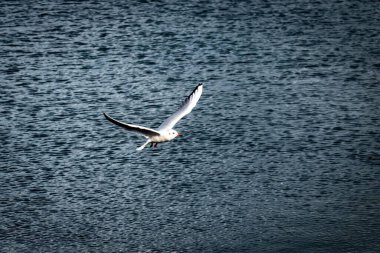 Mavi denizin üzerinde uçan beyaz bir martı.