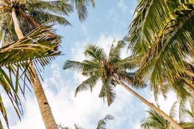 Palmiye ağaçlarının alçak açılı görüntüsü