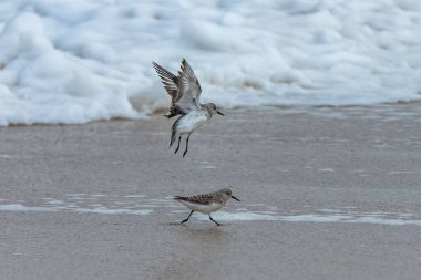 Calidris Alba, Sanderling, kuş yemi, gagası kuma yapışmış.
