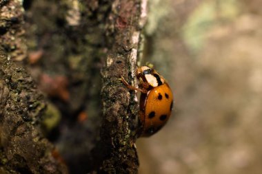 Güpegündüz ağaç gövdesindeki uğur böceğinin yakın çekimi.