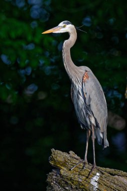 Bulanık bir arka planda ağaçta duran güzel mavi balıkçılın dikey yakın çekimi.