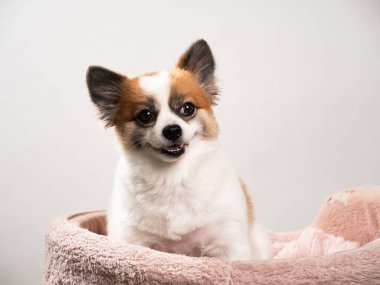 Pomeranian Spitz 'in sevimli pofuduk köpeğinin portresi. Beyaz arka planda yatan gülümseyen küçük bir köpek. Metin için alanı kopyala.