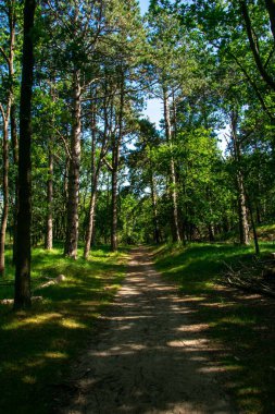 Hollanda 'nın kum tepelerinde çekildi