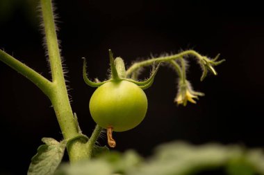Güneşli bir ormanda Lycopersicon çiçeğinin üzerinde büyüyen genç yeşil bir domatesin yakın çekimi.