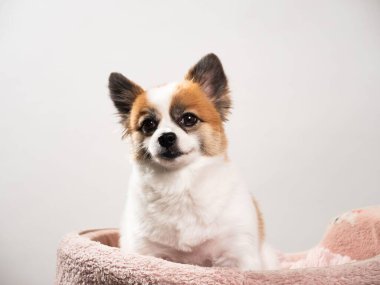 Pomeranian Spitz 'in sevimli pofuduk köpeğinin portresi. Beyaz arka planda yatan gülümseyen küçük bir köpek. Metin için alanı kopyala.