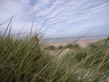 Gün ışığında kumlu bir plajın arka planında uzun çimenler oluşur.
