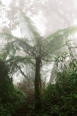 Tayvan 'da çalılarla çevrili büyüyen bir ağacın dikey görüntüsü.