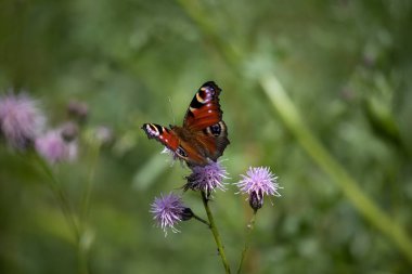 Almanya 'da devedikeni tarlasında bir Tavuskuşu kelebeği