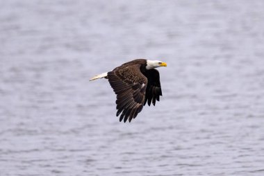 Suyun üzerinde uçan kel kartalın güzel manzarası