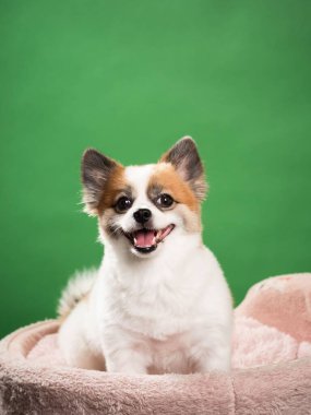 Pomeranian Spitz 'in sevimli pofuduk köpeğinin portresi. Yeşil arka planda yatan gülümseyen küçük bir köpek. Metin için alanı kopyala.