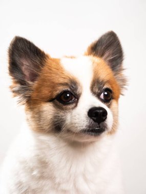 Pomeranian Spitz 'in sevimli pofuduk köpeğinin portresi. Beyaz arka planda yatan gülümseyen küçük bir köpek. Metin için alanı kopyala.