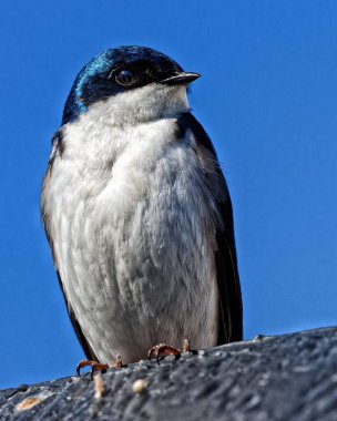 Mavi arka planda duran beyaz popolu kırlangıç portresi.