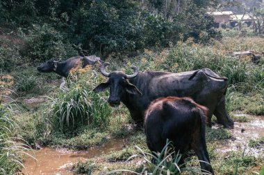 Sri Lanka 'da bir Afrika sığırı.