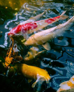 Suda yüzen güzel koilerin dikey görüntüsü.