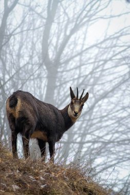 Chamois 'nin dikey bir görüntüsü ormanda durup...