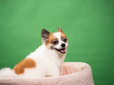 Pomeranian Spitz 'in sevimli pofuduk köpeğinin portresi. Yeşil arka planda yatan gülümseyen küçük bir köpek. Metin için alanı kopyala.