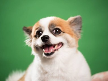 Pomeranian Spitz 'in sevimli pofuduk köpeğinin portresi. Yeşil arka planda yatan gülümseyen küçük bir köpek. Metin için alanı kopyala.