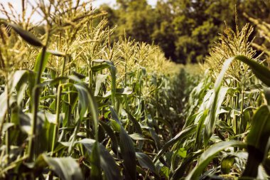 Parlak güneş ışığıyla aydınlatılmış güzel bir mısır tarlası.