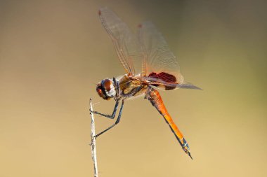 Bir yusufçuğun sığ odağı