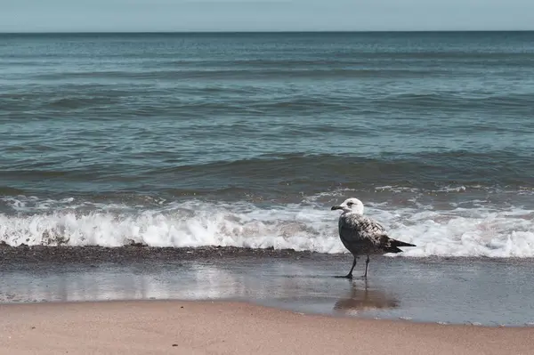 Eine Möwe Steht Strand Sand — Stockfoto