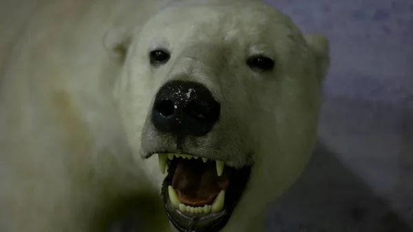 Kopf Eines Ausgestopften Toten Eisbären Museum Nahaufnahme — Stockfoto