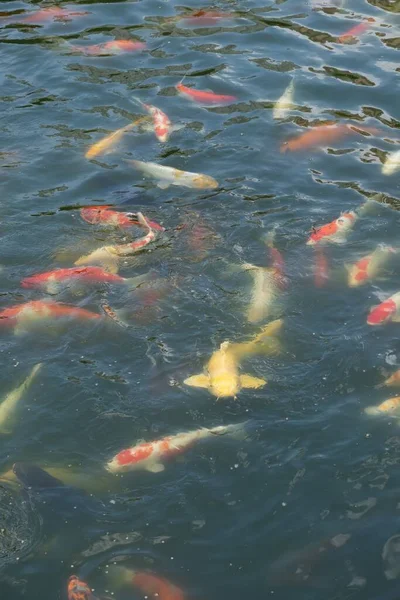Czerwono Żółte Ryby Koi Carp Ozdobnych Stawach Nan Lian Gardens — Zdjęcie stockowe