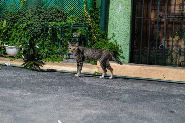 Европейская Кошка Стоящая Асфальтовой Дороге Днем — стоковое фото