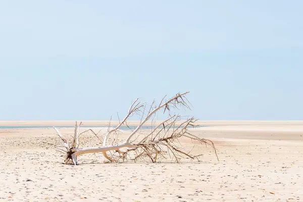 Una Madera Deriva Una Playa Arenosa Carolina Pleasure Island Estados —  Fotos de Stock