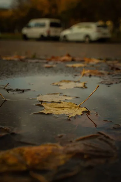 Eine Nahaufnahme Von Herbst Levaes Einem Teich — Stockfoto