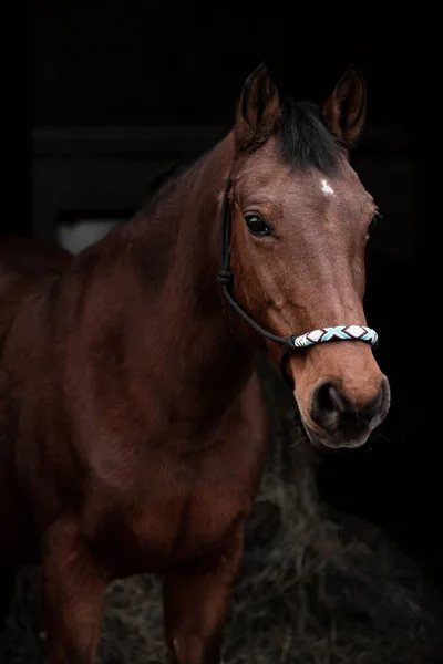 A closeup shot of a brown Thoroughbred horse in the entrance of a stable with handmade halter