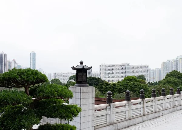 Buddhist Pine Plant Foreground Park Fence Background Skyscrapers — Stock Photo, Image