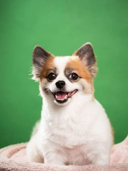 Портрет Милого Пухнастого Цуценя Португальського Шпіца Маленький Усміхнений Собака Лежить — стокове фото