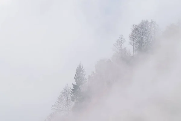 Tung Mest Över Den Steniga Monte Grappa Berget Med Träd — Stockfoto