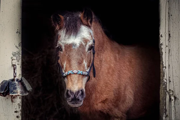 Closeup Shot Light Brown Horse Entrance Stable Handmade Halter — Stock Photo, Image