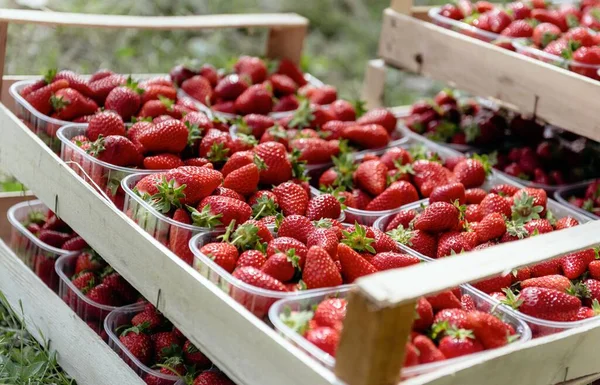 Closeup Strawberries Plastic Boxes Garden — Stock Photo, Image