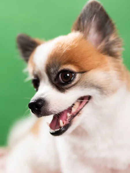 Retrato Filhote Fofo Bonito Spitz Pomerano Pequeno Cão Sorridente Deitado — Fotografia de Stock