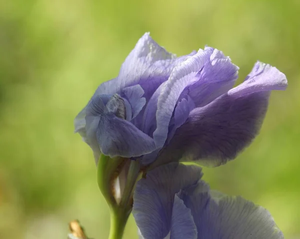 Ein Flacher Fokus Einer Violetten Iris — Stockfoto