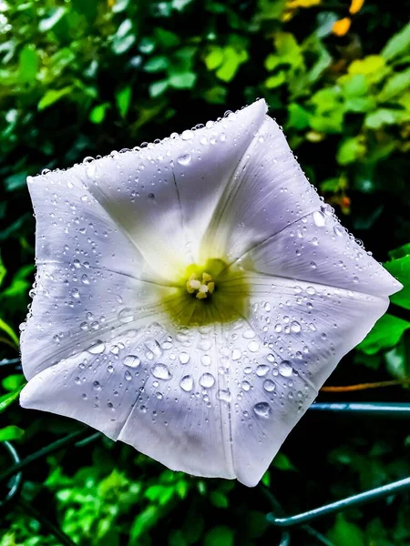 Вертикальный Снимок Цветка Утренней Славы Росой — стоковое фото