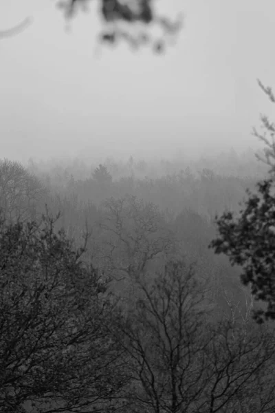 Straszna Szara Skala Mgły Nad Suchym Lasem — Zdjęcie stockowe