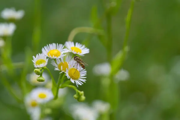 Méhek Szelektív Fókusza Gyönyörű Fehér Pitypangokra Homályos Háttérrel — Stock Fotó