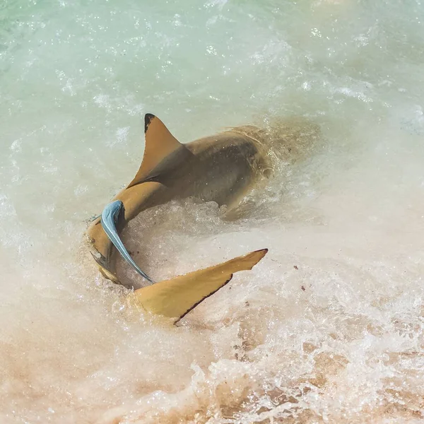 Tubarão Recife Blacktip Carcharhinus Melanopterus Nadando Costa Lutando Por Comida — Fotografia de Stock