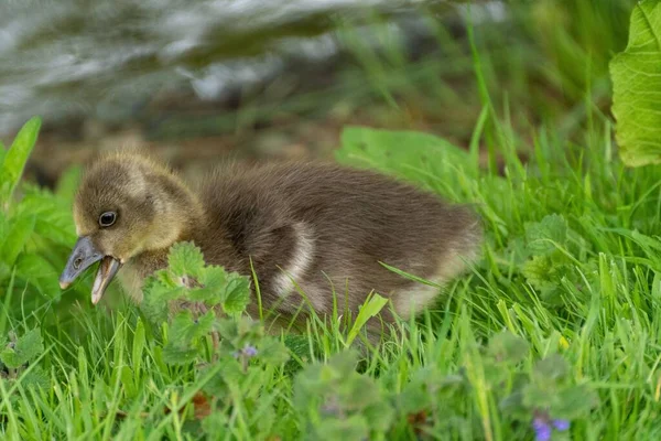 Greylag Gosling Grass Its Mouth Open Ready Feed — Stock Photo, Image