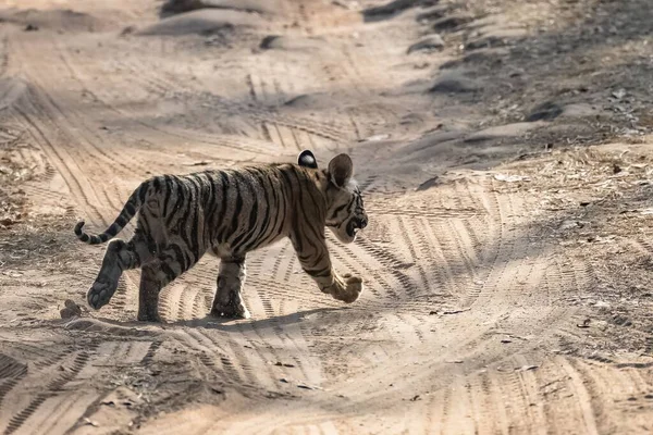 Wild Baby Tiger Two Months Old Crossing Dirt Road Forest — Stock Photo, Image