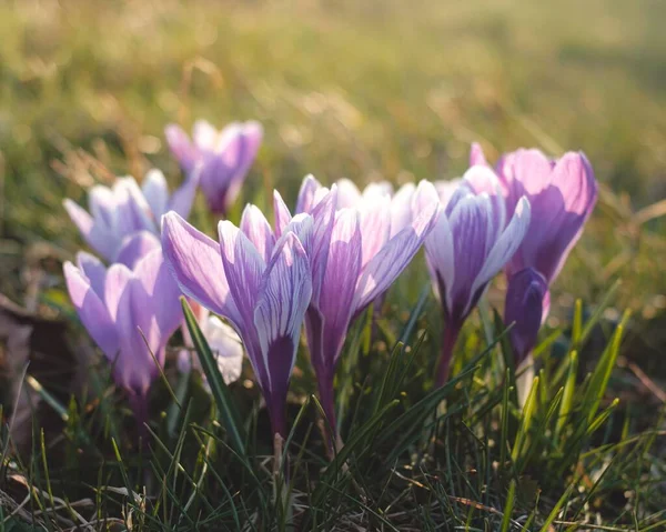 Крупный План Красивых Цветков Крокуса Посреди Травяного Поля — стоковое фото