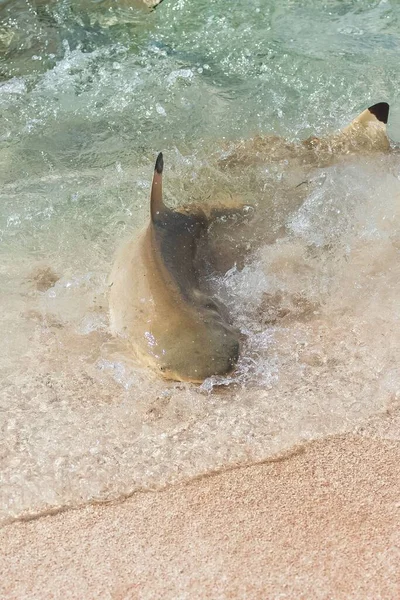 Tiburón Punta Negra Carcharhinus Melanopterus Nadando Orilla Luchando Por Comida —  Fotos de Stock