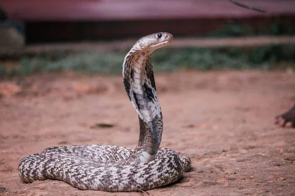 Nahaufnahme Einer Kobra Schlange — Stockfoto