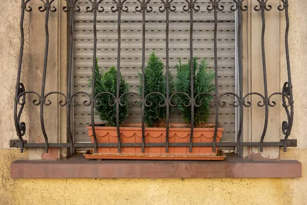 Çelik Pencerenin Arkasındaki Tencerede Büyüyen Yemyeşil Bitkiler — Stok fotoğraf